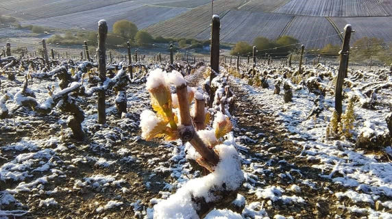 Frozen champagne vines in the Aube region